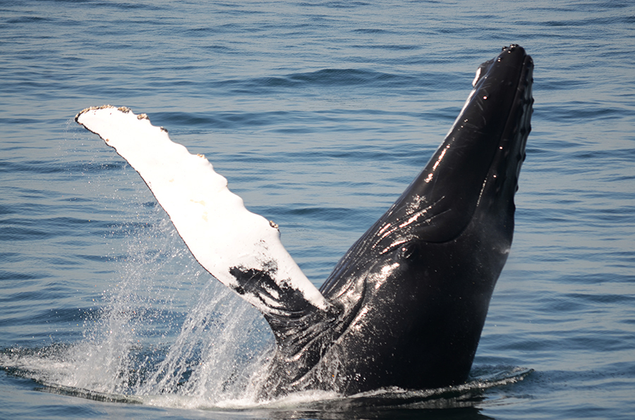 Boston Harbor Cruises Whale Watch